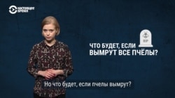 Чем важны пчелы, и что будет, если они вымрут?